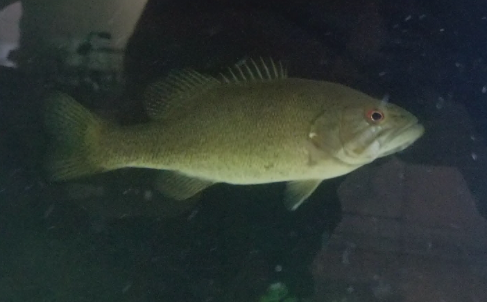 This is Trooper the smallmouth bass. She is about one year old and is very excited to be released into a private pond this spring. She loves chasing minnows and eating shrimp.